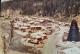 2024_1607_William_Taylor_Blairmore_Sawmills_1961_FB_2020.jpg